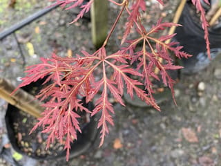 Acer palmatum var. dissectum 'Orangeola' (Japanese Maple), close-up of finely cut red-orange laceleaf foliage on slender stems above potted plants in black bags.