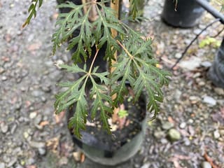 Acer palmatum var. dissectum 'Orangeola' (Japanese Maple), a potted young plant with deeply cut, dark green laceleaf foliage on reddish stems, staked on gravel.