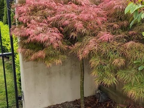 Acer palmatum var. dissectum 'Orangeola'