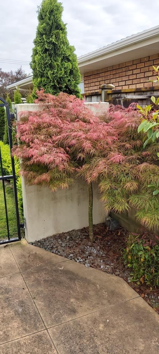 Acer palmatum var. dissectum 'Orangeola' (Japanese Maple), a laceleaf maple on a single slender trunk, with pink-red and green foliage beside a garden wall.