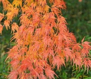 Acer palmatum var. dissectum 'Palmatifidum' (Japanese Maple) in autumn, with finely divided orange, red and yellow leaves hanging in layers against green foliage.
