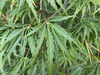 Acer palmatum var. dissectum 'Palmatifidum' (Japanese Maple) close-up of finely divided, serrated green leaves with water droplets on slender reddish-brown stems.