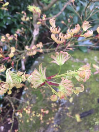 Acer palmatum var. dissectum 'Palmatifidum' (Japanese Maple) with new spring leaves unfurling in pink, cream and pale green on slender stems, with moss behind.