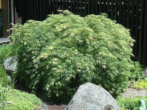 Acer palmatum var. dissectum 'Palmatifidum'