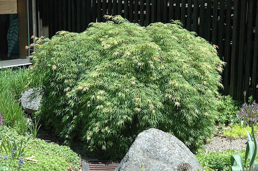 Acer palmatum var. dissectum 'Palmatifidum' (Japanese Maple), a mounding shrub with finely divided green leaves and cream-pink new growth, beside boulders and a dark timber fence.