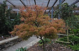 Acer palmatum var. dissectum 'Raraflora' (Japanese Maple), a small tree with finely cut orange-bronze foliage beside a gravel path and stone edging under a timber pergola.