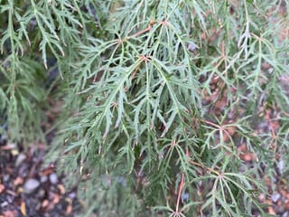 Acer palmatum var. dissectum 'Raraflora' Japanese Maple, with finely dissected green-grey leaves and pinkish-red stalks hanging over gravel and fallen leaves.
