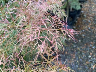 Acer palmatum var. dissectum 'Raraflora' Japanese Maple foliage, with finely dissected pink-red and green leaves on slender stems, above potted plants and gravel.