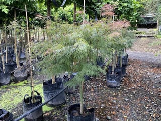 Acer palmatum var. dissectum 'Raraflora' (Japanese Maple), staked standards in black planter bags with finely cut green foliage and pinkish-orange new growth.