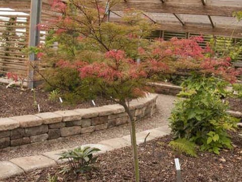 Acer palmatum var. dissectum 'Raraflora'