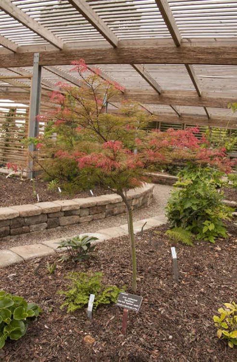 Acer palmatum var. dissectum 'Raraflora' Japanese Maple, a young slender-trunked tree with finely cut red-pink and green foliage, growing in a mulched garden bed under a timber pergola.