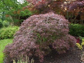 Acer palmatum var. dissectum 'Red Dragon' (Japanese Maple), a weeping mound of finely cut burgundy-red leaves on a single trunk, growing in a mulched garden bed.