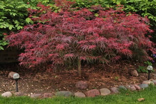 Acer palmatum var. dissectum 'Red Dragon' Japanese maple with a weeping mound of finely cut red-burgundy foliage on a single trunk in a mulched garden bed edged with stones.