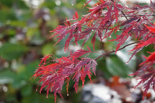 Acer palmatum var. dissectum 'Red Dragon' (Japanese Maple) branch with deeply cut red and burgundy leaves, beaded with raindrops, against blurred green foliage.