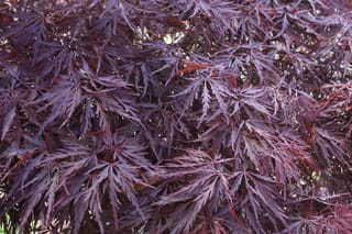 Acer palmatum var. dissectum 'Red Dragon' Japanese maple, close-up of finely dissected, deep burgundy-purple laceleaf foliage with reddish tips in dense, layered clusters.