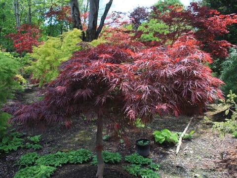 Acer palmatum var. dissectum 'Red Dragon'