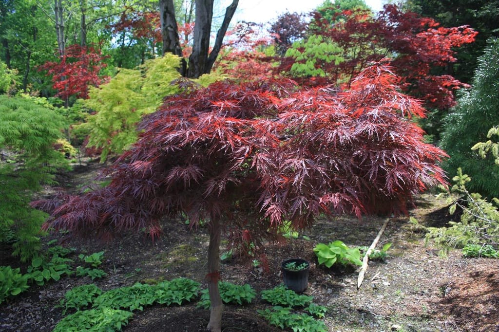 Acer palmatum var. dissectum 'Red Dragon' (Japanese Maple), a small weeping tree with finely cut burgundy-red foliage, growing in a garden bed with hostas.