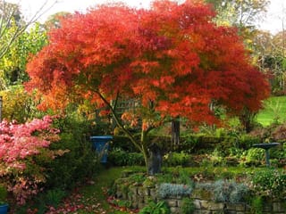 Acer palmatum var. dissectum 'Seiryū' Japanese maple in autumn, its finely cut foliage glowing orange-red over a leaning trunk in a garden with a stone wall.