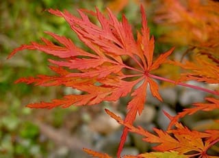 Acer palmatum var. dissectum 'Seiryū' Japanese maple leaf in autumn, finely dissected, lacy lobes in orange-red on a pink stem against a blurred background.