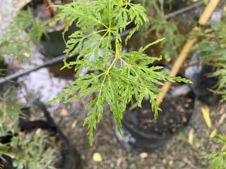 Acer palmatum var. dissectum 'Seiryū' (Japanese Maple) with finely dissected, lacy green leaves, shown on a potted nursery plant in a black planter bag.