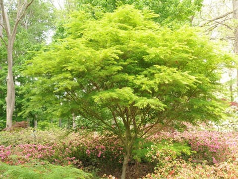Acer palmatum var. dissectum 'Seiryū'