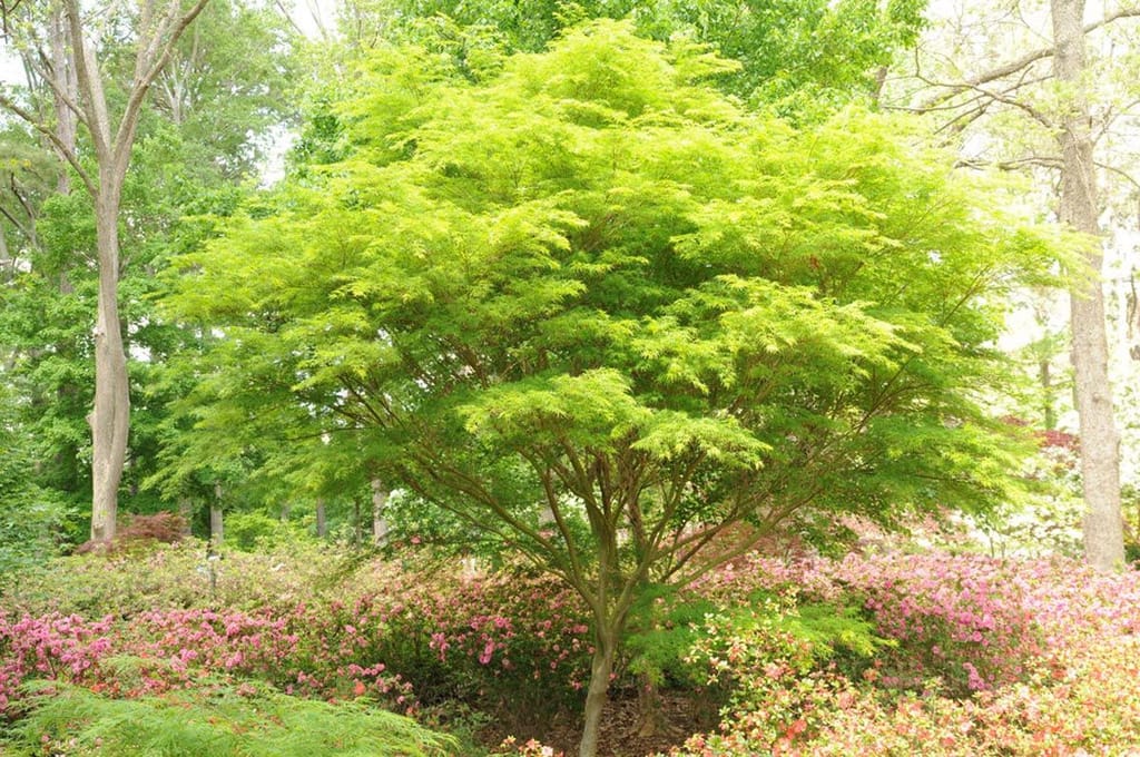 Acer palmatum var. dissectum 'Seiryū' (Japanese Maple) with bright lime-green, finely cut foliage on a multi-stemmed tree, surrounded by pink azaleas in a woodland garden.