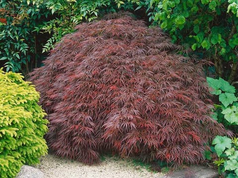 Acer palmatum var. dissectum 'Stella Rossa'