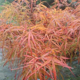 Acer palmatum 'Villa Taranto' Japanese Maple with narrow, strap-like leaf lobes in autumn shades of orange, red and yellow, dotted with raindrops.