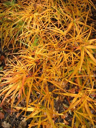 Acer palmatum 'Villa Taranto' Japanese Maple in autumn, with narrow, strap-like leaf lobes in golden orange and yellow over leaf litter.