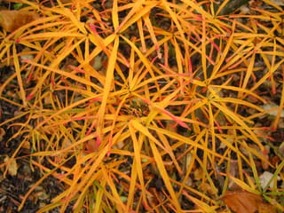 Acer palmatum 'Villa Taranto' Japanese Maple in autumn, with narrow golden-orange leaf lobes edged in red above fallen brown leaves.