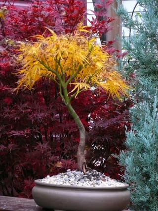Acer palmatum 'Villa Taranto' Japanese Maple bonsai with narrow golden-yellow autumn leaves on a green trunk, in a shallow pot with gravel.
