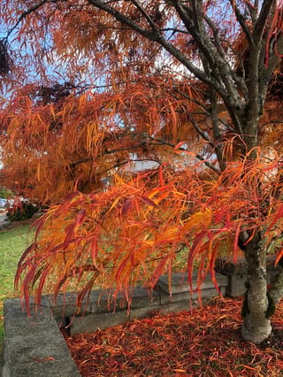 Acer palmatum 'Villa Taranto' Japanese Maple in autumn, with narrow orange and red leaves drooping from lichen-marked branches over fallen leaves and a low concrete wall.