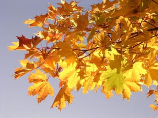 Acer platanoides (Norway Maple) branches with palmate leaves in autumn gold, yellow and orange, with red stalks against a clear blue sky.