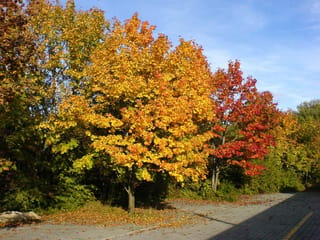 Acer platanoides (Norway Maple) in autumn, its rounded crown of gold and orange leaves beside a red-leaved tree, with fallen leaves on paving.