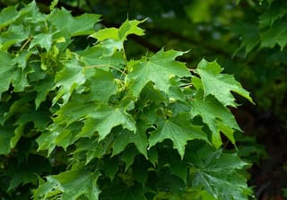 Acer platanoides (Norway Maple) branch with bright green palmate, pointed-lobed leaves covered in raindrops, against a dark shaded background.
