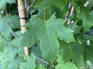 Close-up of a large green palmate leaf of Acer platanoides, Norway Maple, with pointed lobes and a reddish stalk, beside a bamboo stake.