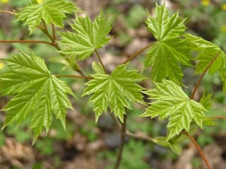 Acer platanoides (Norway Maple) branch with fresh, bright green palmate leaves with pointed lobes on slender reddish-brown stems, against a blurred woodland floor.