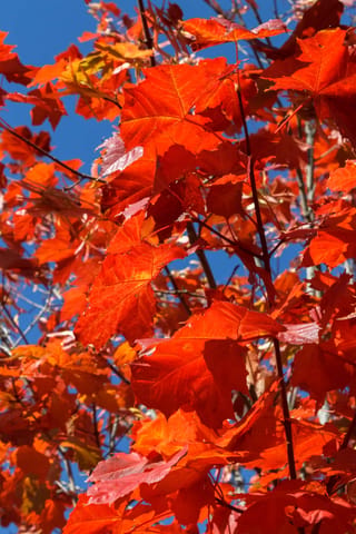 Acer platanoides 'Autumn Red' (Norway Maple) branches covered in bright orange-red autumn leaves, seen against a clear blue sky.