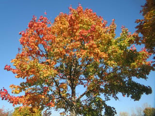 Acer platanoides 'Autumn Red' (Norway Maple) in autumn, its canopy shading from red and orange to yellow-green against a clear blue sky.