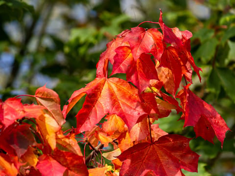 Acer platanoides 'Autumn Red'