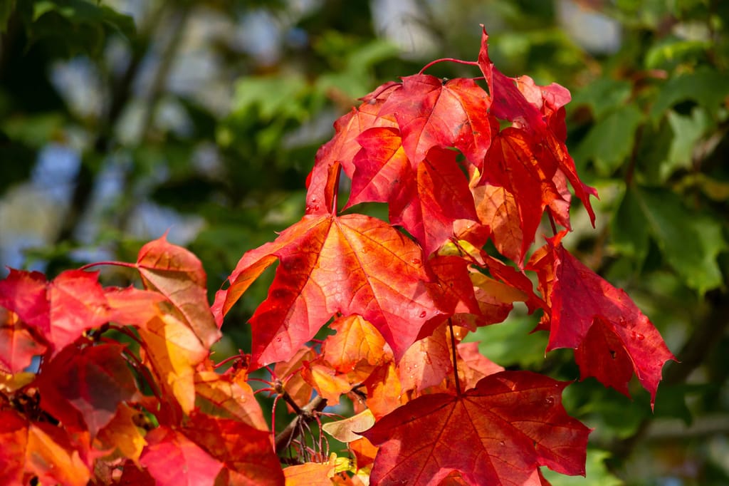 Acer platanoides 'Autumn Red' (Norway Maple) foliage in autumn, with lobed leaves in bright red and orange against blurred green leaves.
