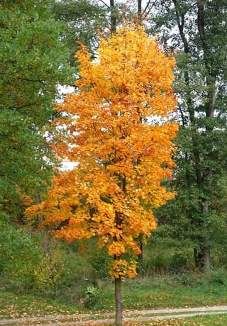 Acer platanoides 'Columnare' (Norway Maple) in autumn, an upright tree with golden yellow and orange foliage, standing on grass in front of green trees.