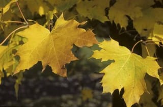 Acer platanoides 'Columnare' (Norway Maple) leaves in autumn, with broad, pointed lobes turning yellow and amber against a dark background.