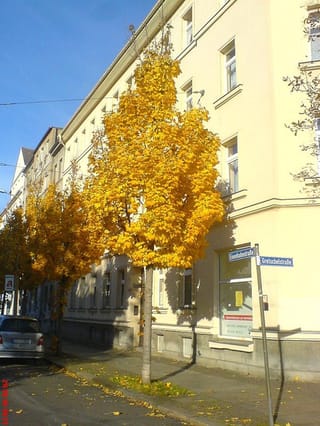 Acer platanoides 'Columnare' (Norway Maple) in full yellow autumn foliage, a narrow upright street tree beside a cream apartment building.
