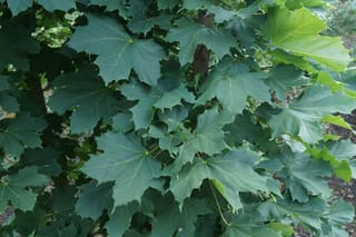 Acer platanoides 'Columnare' (Norway Maple) foliage, showing broad, lobed dark green leaves with pale veins crowded along upright branches.