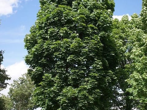 Acer platanoides 'Columnare'