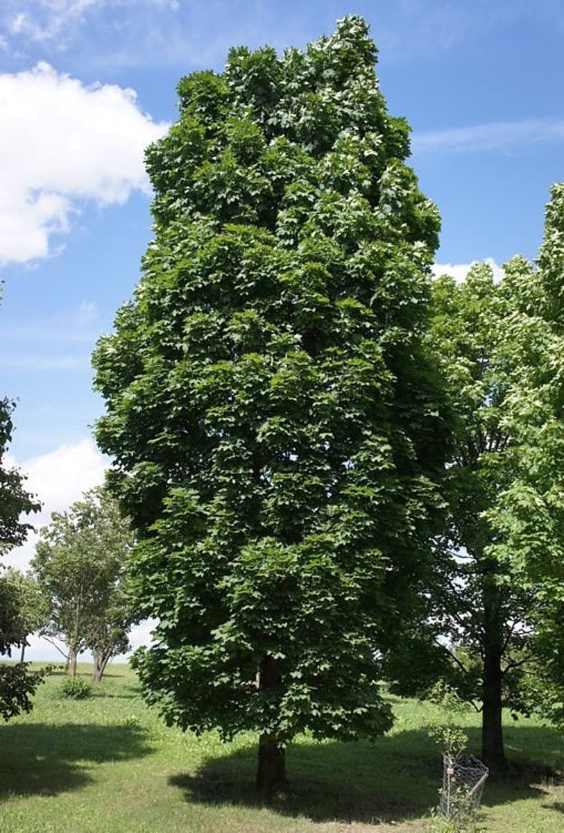Acer platanoides 'Columnare' (Norway Maple), a tall columnar tree with dense green summer foliage, standing on a grassy lawn under a blue sky.