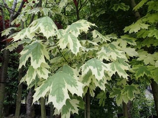 Acer platanoides 'Drummondii' (Norway Maple) with lobed green leaves broadly edged in creamy white, growing on slender trunks in a nursery.