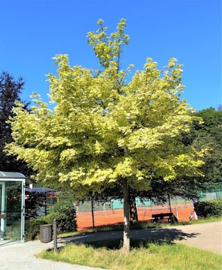 Acer platanoides 'Drummondii' (Norway Maple), a young tree with a single trunk and rounded crown of cream-edged, yellow-green leaves beside a path and tennis courts.