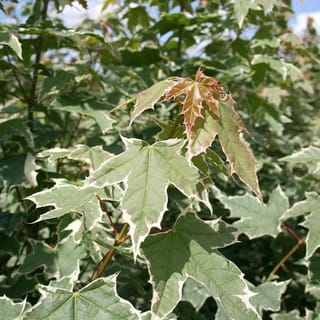 Acer platanoides 'Drummondii' (Norway Maple) foliage, with pointed lobed green leaves edged in creamy-white, reddish new growth at the tip and red-brown stems.